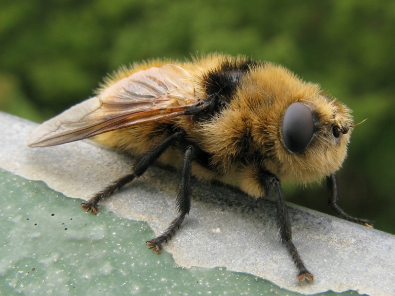 OESTRIDAE da determinare?